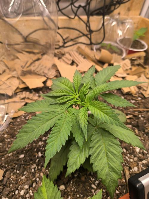 Chocolate Wafflez. Week 5