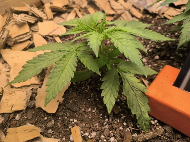 Chocolate Wafflez. Week 5