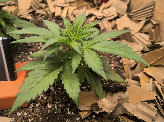 Chocolate Wafflez. Week 5