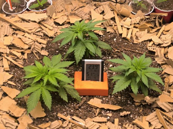 Chocolate Wafflez. Week 5