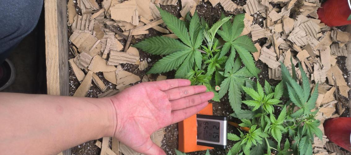 Chocolate Wafflez. Week 5 - Giant leaf 🤪 (My hand measures 20 cm)