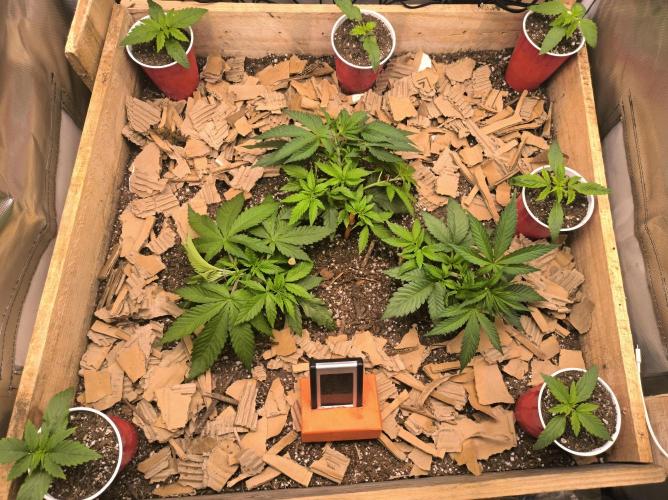 Chocolate Wafflez. Week 5 - After the LST, plant growth exploded 