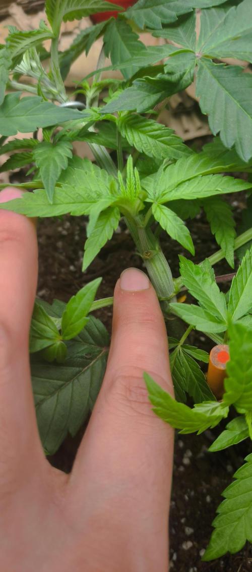 Chocolate Wafflez. Week 5 - Big stems after 35 days since emerging 