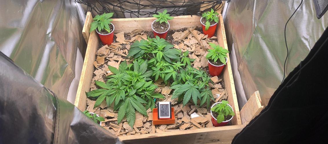 Chocolate Wafflez. Week 6