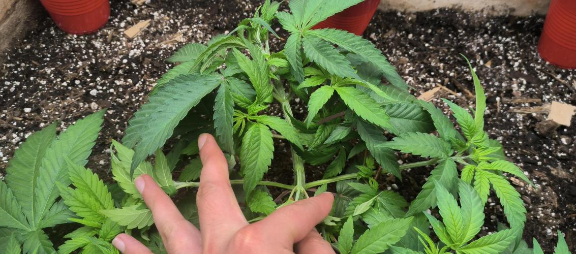 Chocolate Wafflez. Week 6