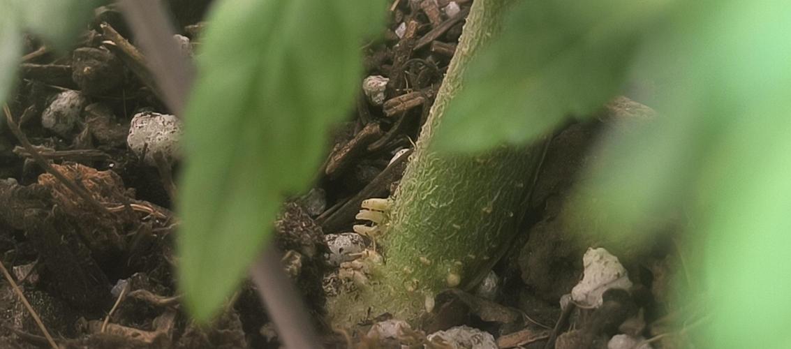 Chocolate Wafflez. Week 6 - Aerial roots!!!