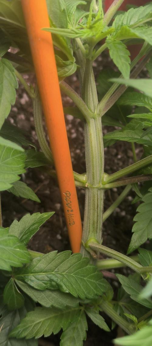 Chocolate Wafflez. Week 6