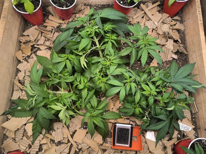 Chocolate Wafflez. Week 6