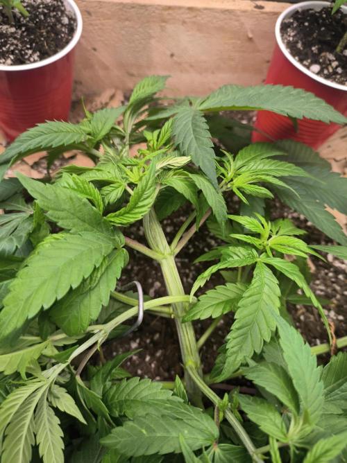 Chocolate Wafflez. Week 6