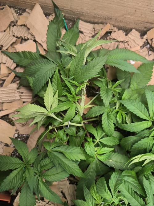 Chocolate Wafflez. Week 6