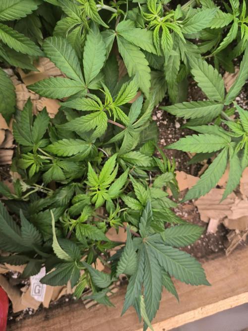 Chocolate Wafflez. Week 6