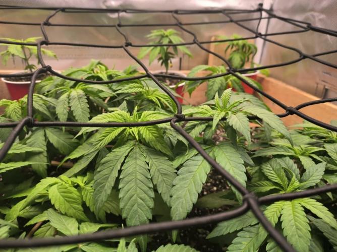 Chocolate Wafflez. Week 7