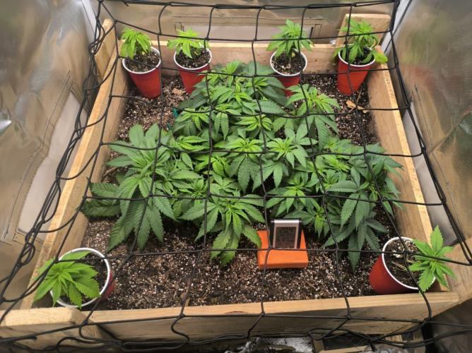 Chocolate Wafflez. Week 7