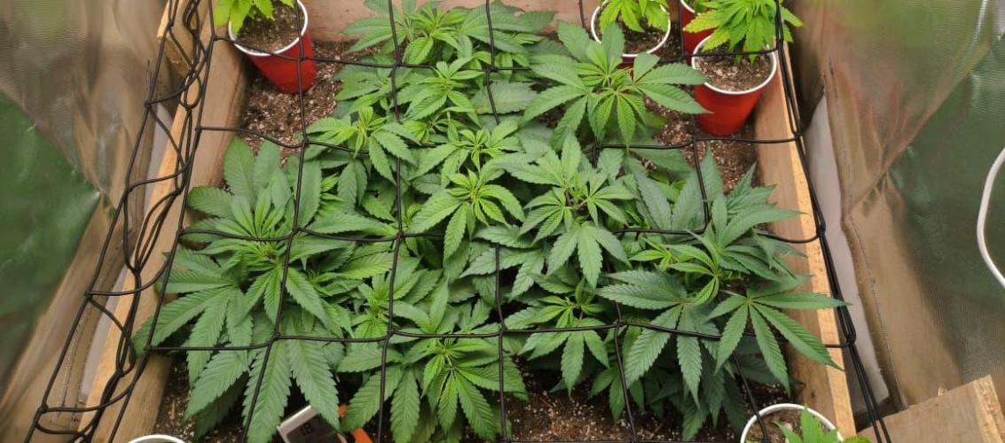 Chocolate Wafflez. Week 7