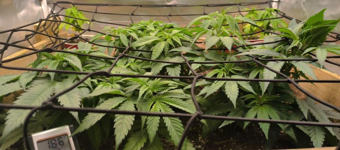 Chocolate Wafflez. Week 7