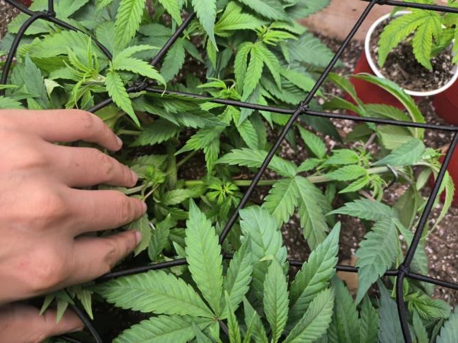 Chocolate Wafflez. Week 7