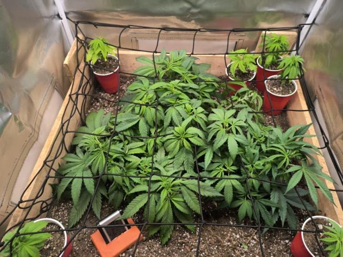 Chocolate Wafflez. Week 7