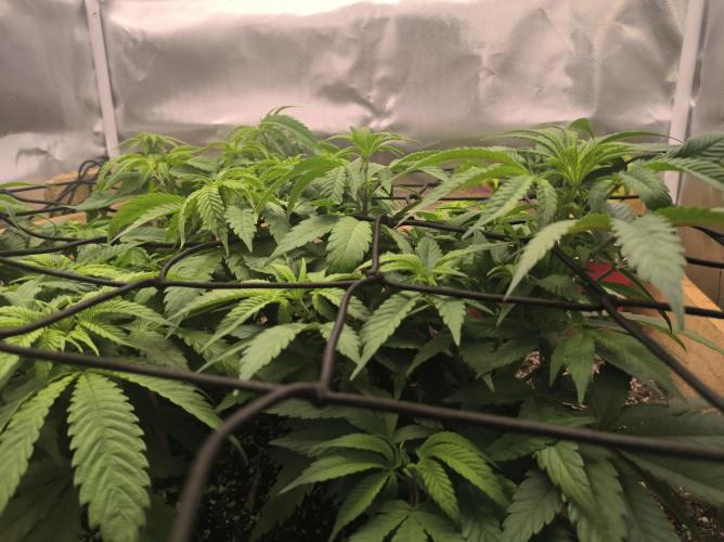 Chocolate Wafflez. Week 8