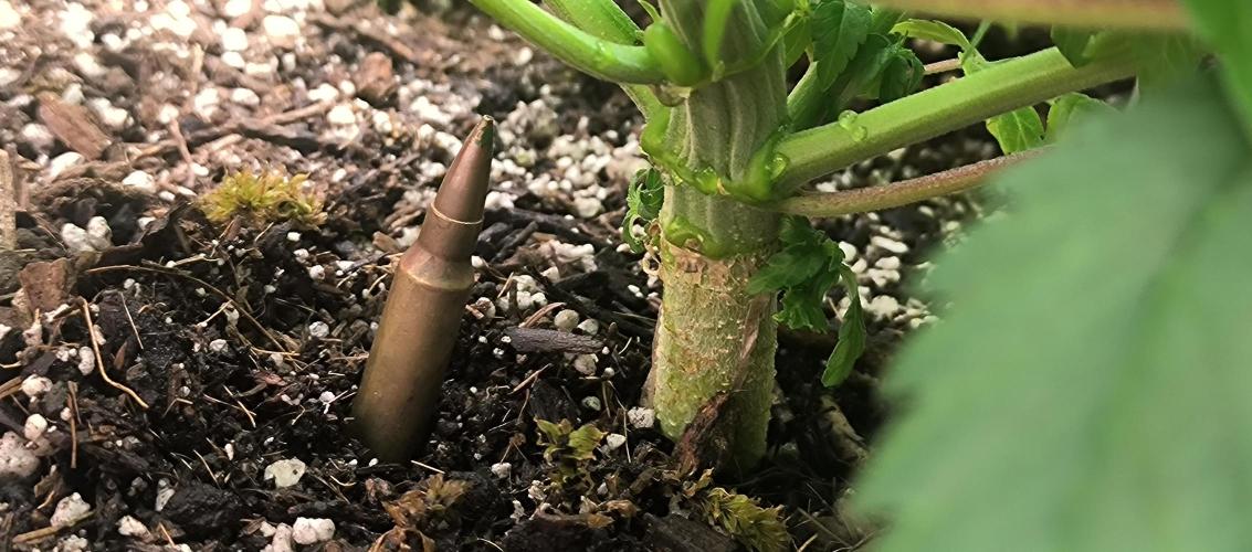 Chocolate Wafflez. Week 8