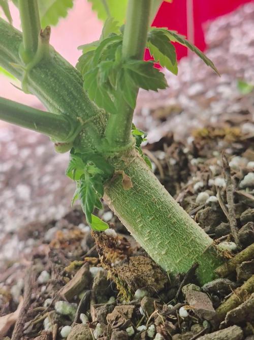 Chocolate Wafflez. Week 8