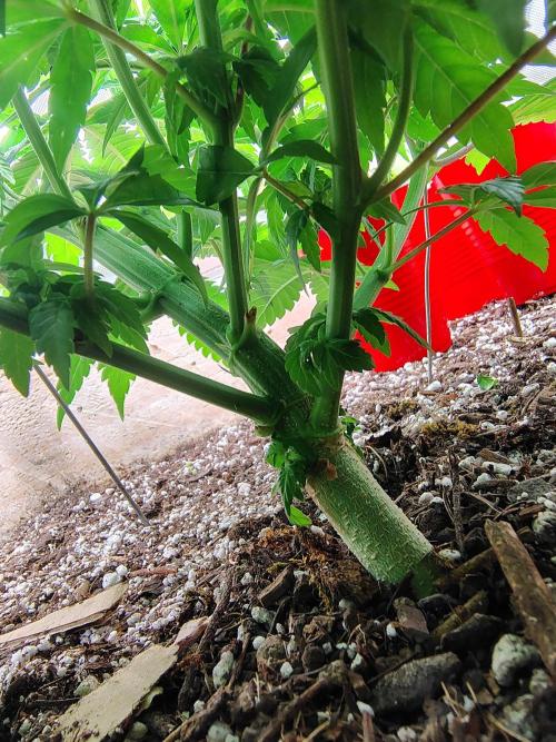 Chocolate Wafflez. Week 8