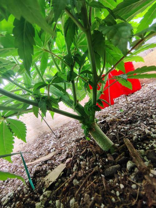 Chocolate Wafflez. Week 8