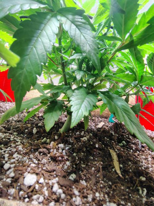 Chocolate Wafflez. Week 8