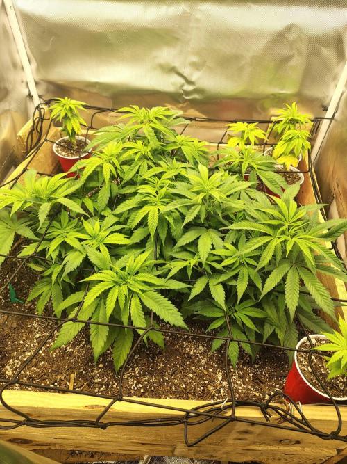 Chocolate Wafflez. Week 8