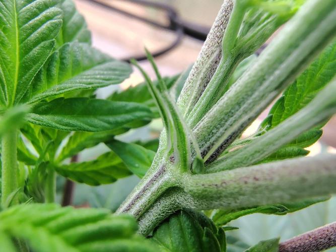 Chocolate Wafflez. Week 8