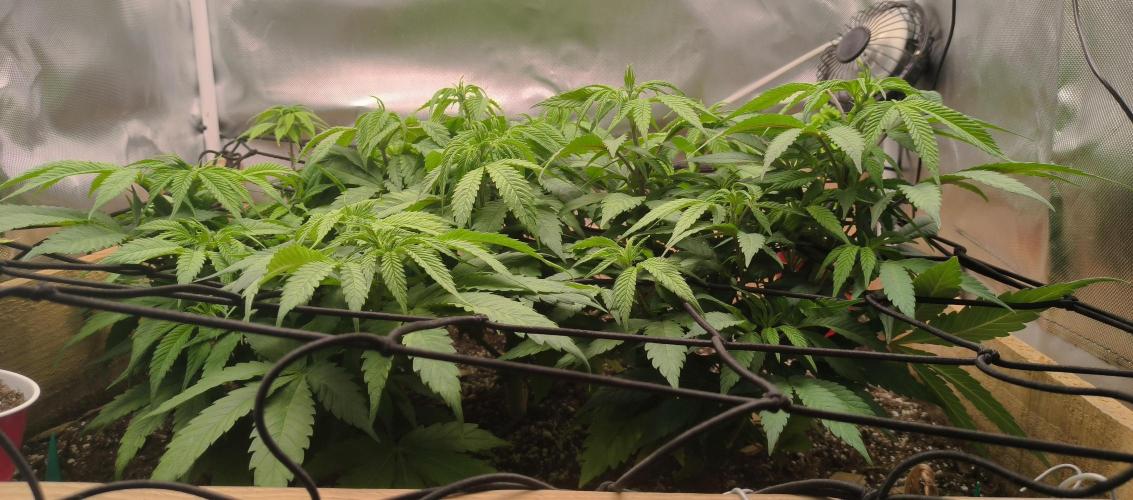 Chocolate Wafflez. Week 9