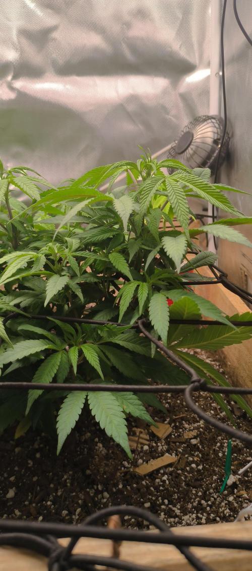 Chocolate Wafflez. Week 9