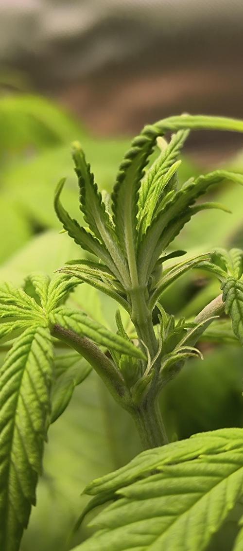 Chocolate Wafflez. Week 9