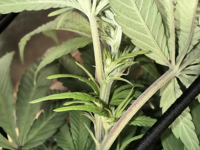 Chocolate Wafflez. Week 9