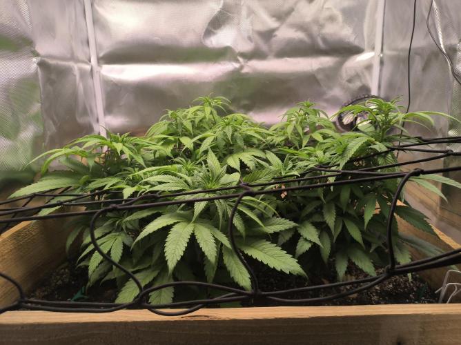 Chocolate Wafflez. Week 9