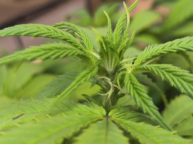 Chocolate Wafflez. Week 9