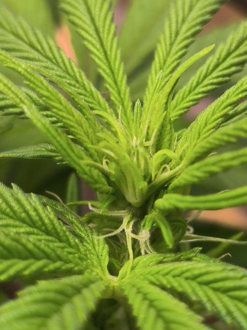 Chocolate Wafflez. Week 9