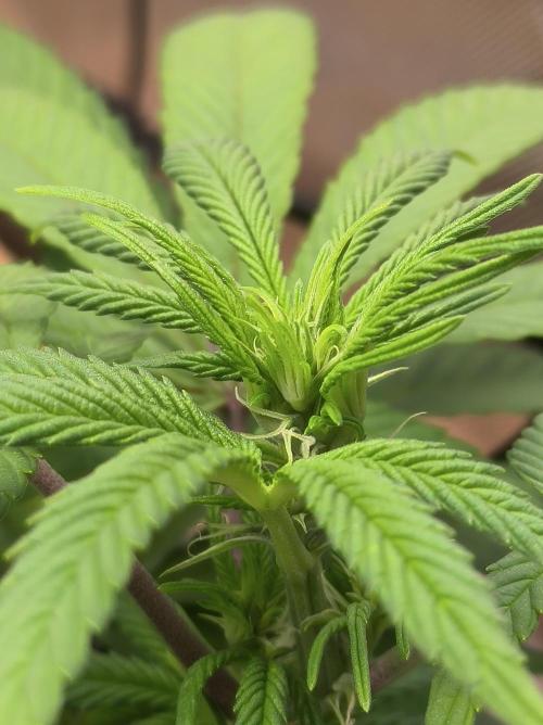 Chocolate Wafflez. Week 9