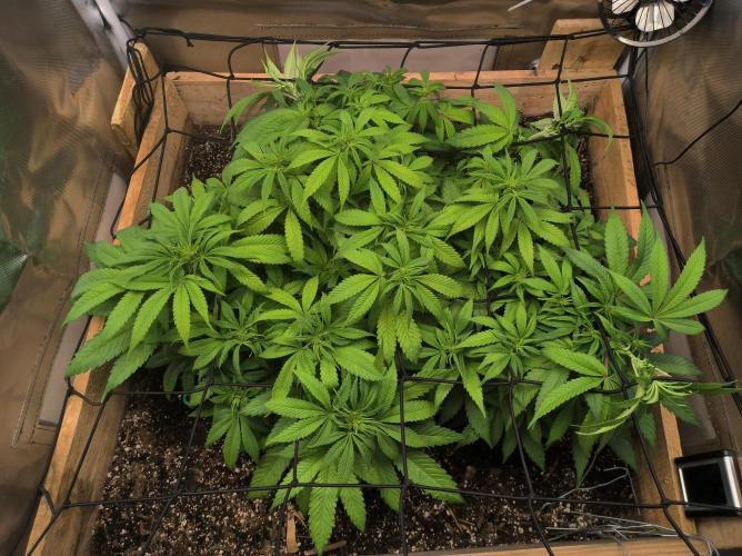 Chocolate Wafflez. Week 9