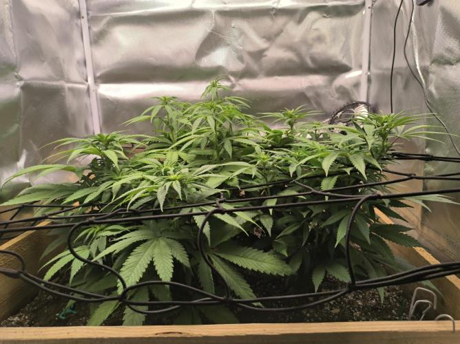 Chocolate Wafflez. Week 10