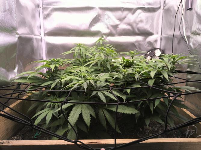 Chocolate Wafflez. Week 10