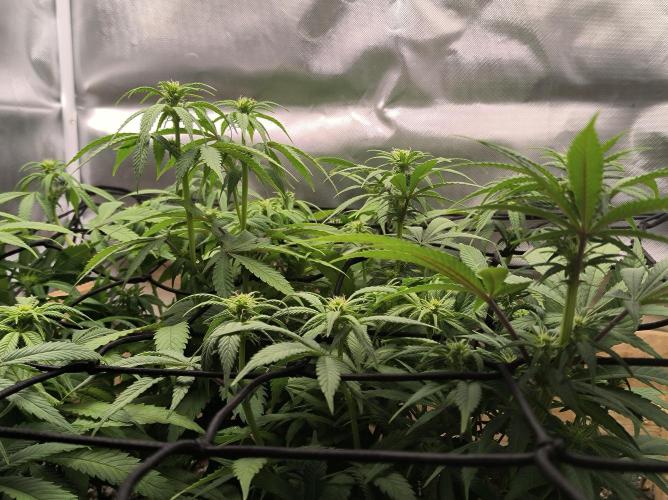 Chocolate Wafflez. Week 10