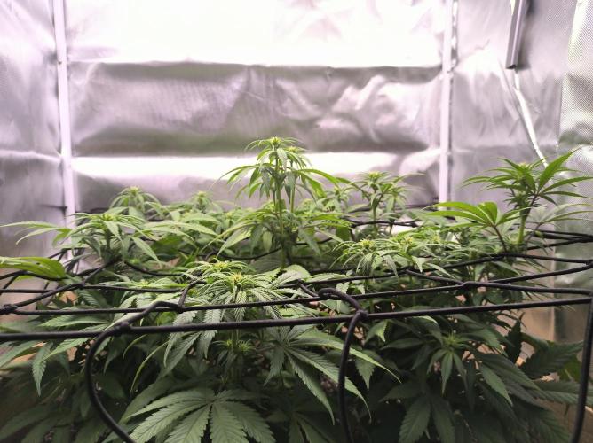 Chocolate Wafflez. Week 10