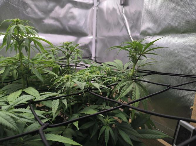 Chocolate Wafflez. Week 10