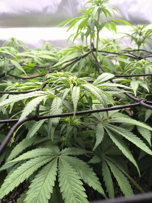 Chocolate Wafflez. Week 10