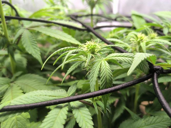 Chocolate Wafflez. Week 10