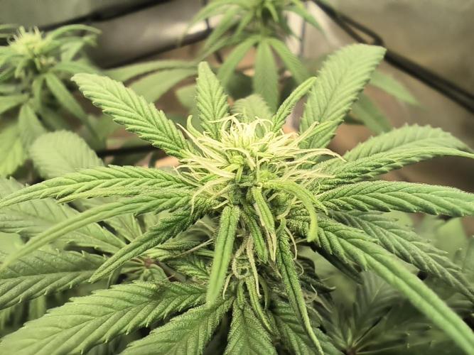 Chocolate Wafflez. Week 10