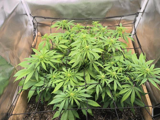 Chocolate Wafflez. Week 10