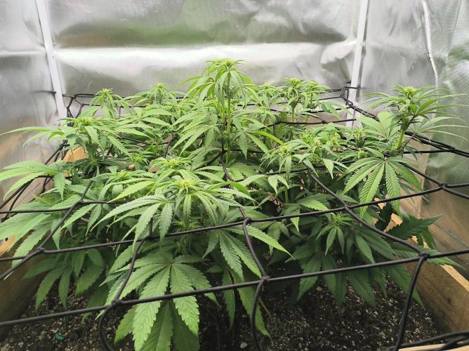 Chocolate Wafflez. Week 10