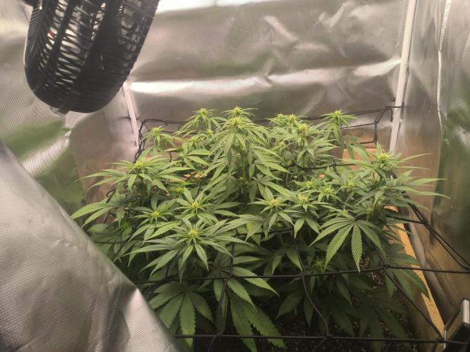Chocolate Wafflez. Week 11