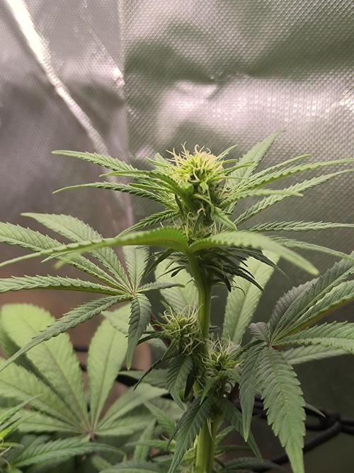 Chocolate Wafflez. Week 11
